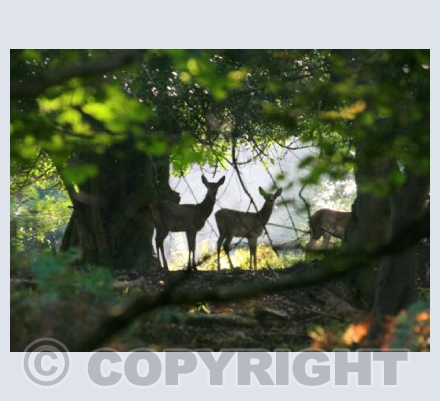 Deer in the Glow of the Sun