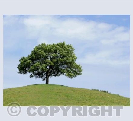 Amazing Tree