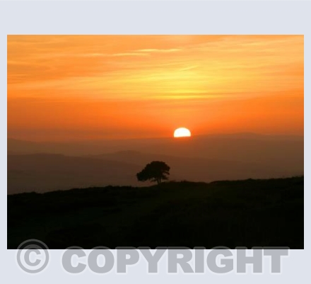 Lone Tree at Sunset