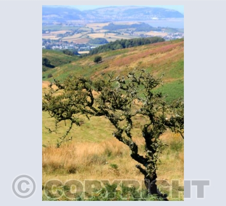 View from North Hill to Minehead