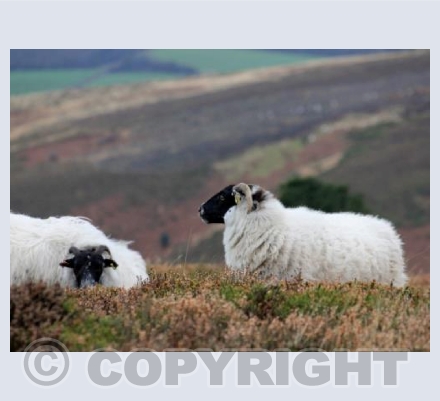 Quantock Sheep