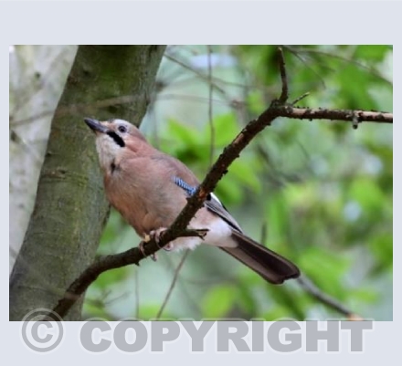 Mr Jay