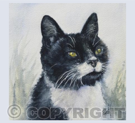 Tuesday Cat (II)