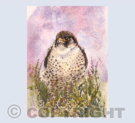 Peregrine Falcon