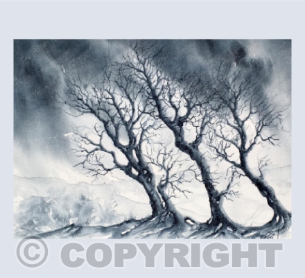 Exmoor's Winter Trees