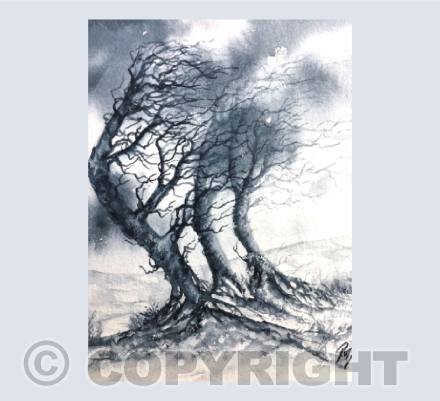 Exmoor Trees