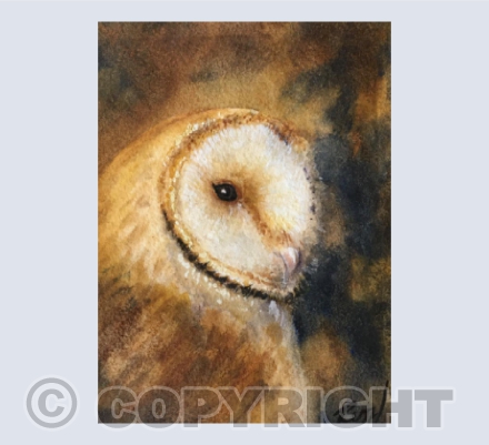 Evening Owl