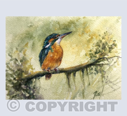 Enjoying the Morning Sun -  (Kingfisher)