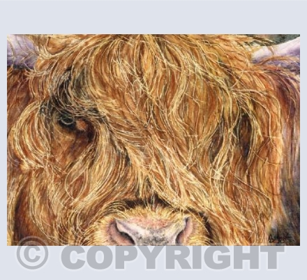 Highland Cow