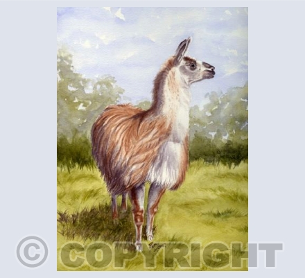 Charlie Llama