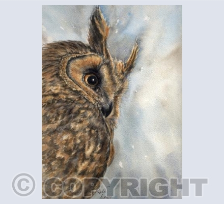 Long Eared Owl