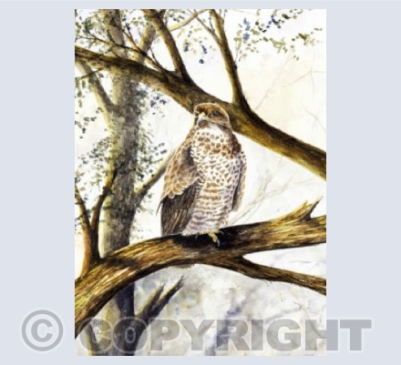 Buzzard