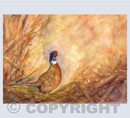 Lone Pheasant 