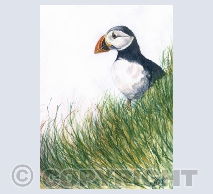 Lone Puffin 