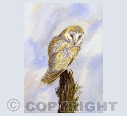 Barn Owl 