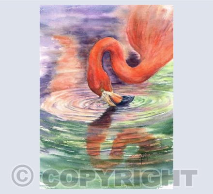 Flamingo Reflections