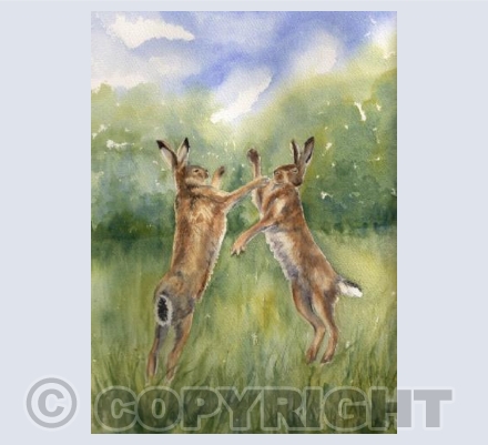 Boxing Hares 