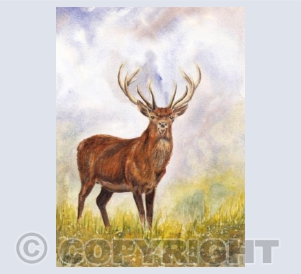 Exmoor Hart 