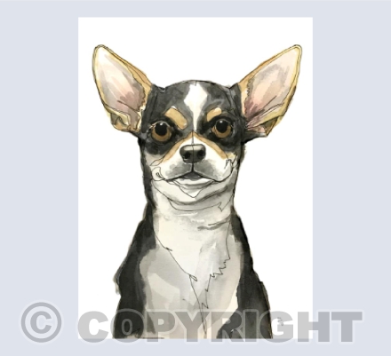 Gotta love a Chihauhau