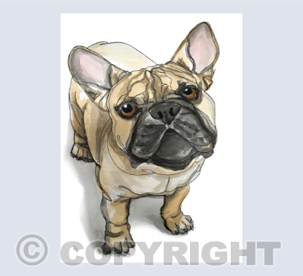 Gotta love a Frenchie