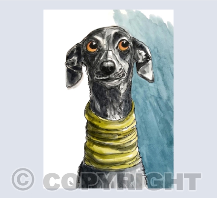 gotta love an Italian Greyhound