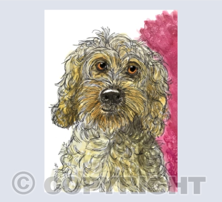 Gotta love a cockerpoo