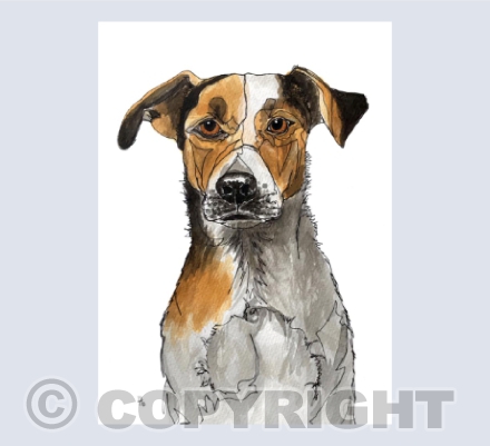 Gotta love a tri coloured terrier