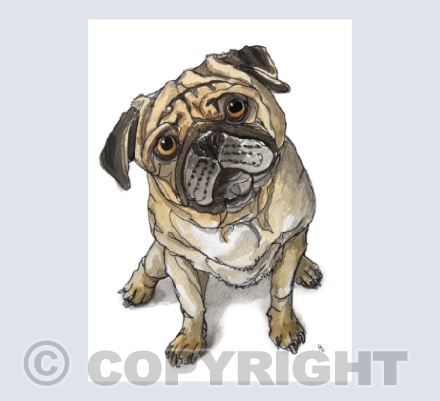 Pugs, gotta love them"