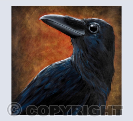 Corvus corax
