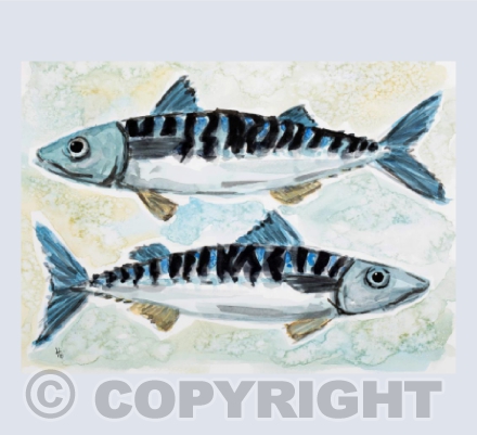 Mackerel