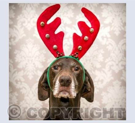jingle jingel