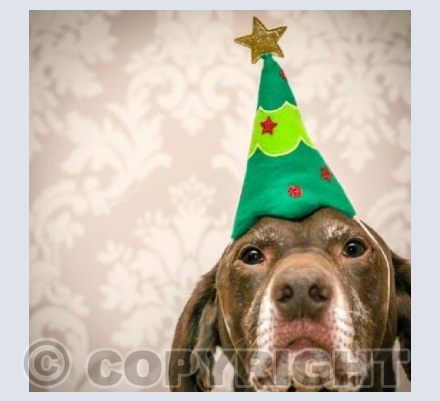 Tannenbaum hat
