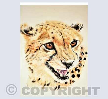 Cheetah