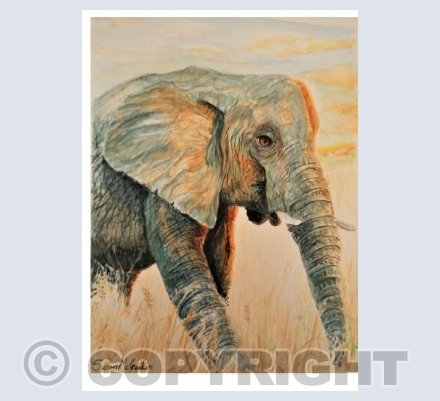 Elephant at Sunset