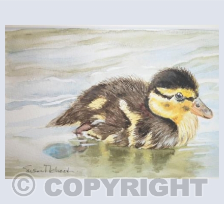 Duckling