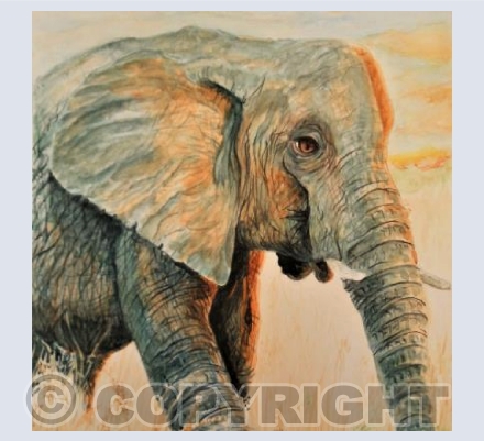 Elephant at Sunset