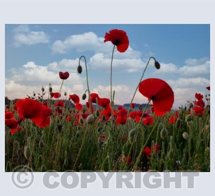 Poppy Fields, Badbury Rings, Dorset #3