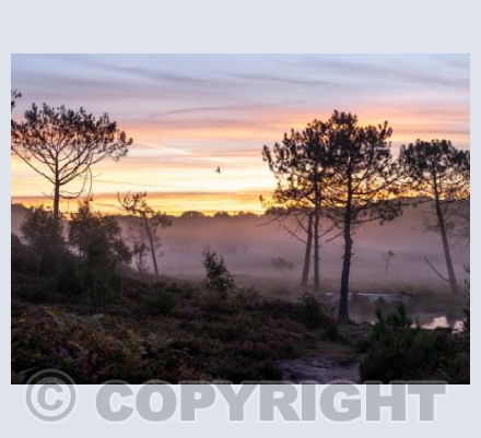 Upton Heath Misty Sunrise #2
