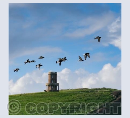 Oyster Catchers at Clavell Tower