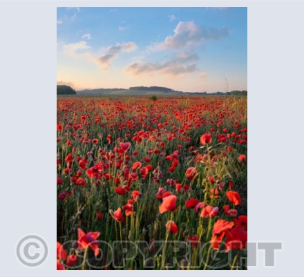 Poppy Fields, Badbury Rings, Dorset #1