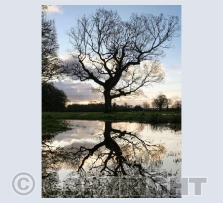 Pamphill Tree, Dorset #1