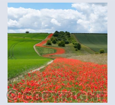Poppy Path, Pentridge, Dorset #1b