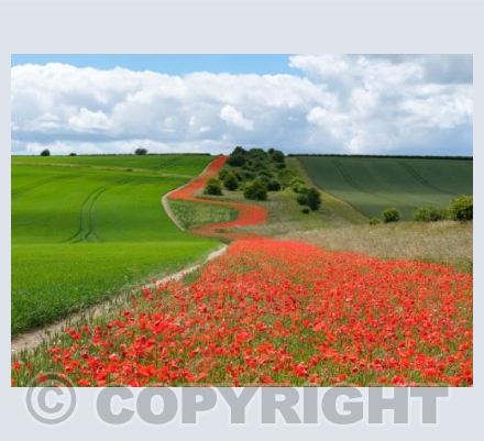 Poppy Path, Pentridge, Dorset #1a