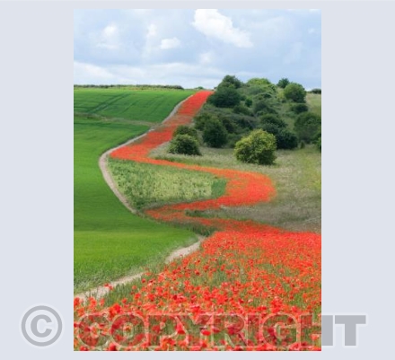 Poppy Path, Pentridge, Dorset #3