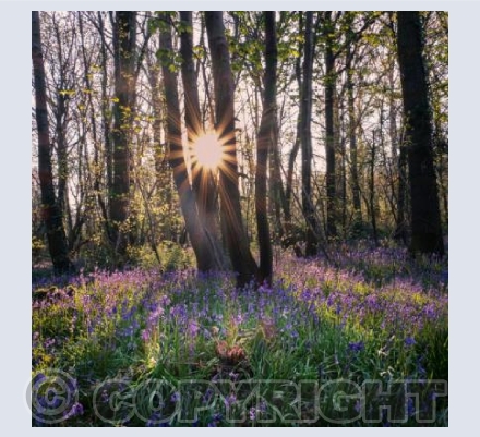 Bluebell Forset Sunrise, Dorset