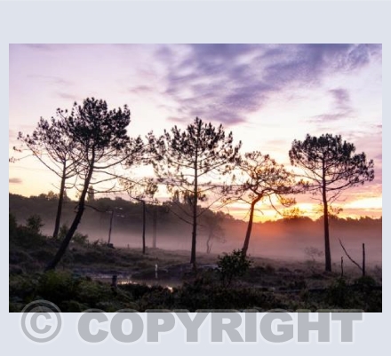 Upton Heath Misty Sunrise #3