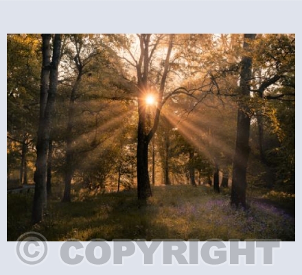 Bluebell Forest Sunrise