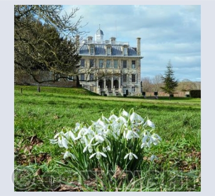 Snowdrops, Kingston Lacy #1