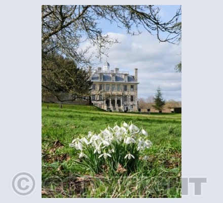 Snowdrops, Kingston Lacy #2