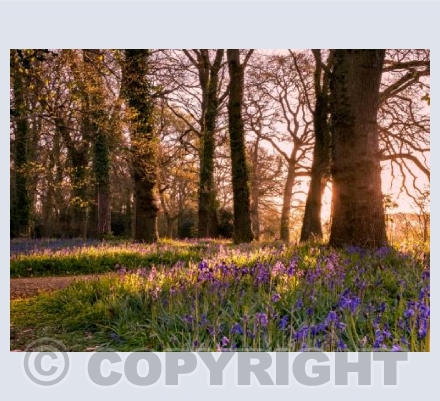 Bluebell Wood Sunrise, Dorset